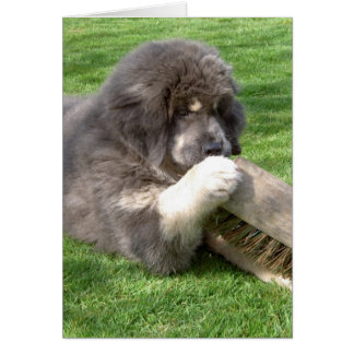 Cartão Tibetano Mastiff Jampo com vassoura