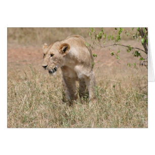 Cartão tigela de leão