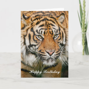 Cartão Tiger Birthday Card