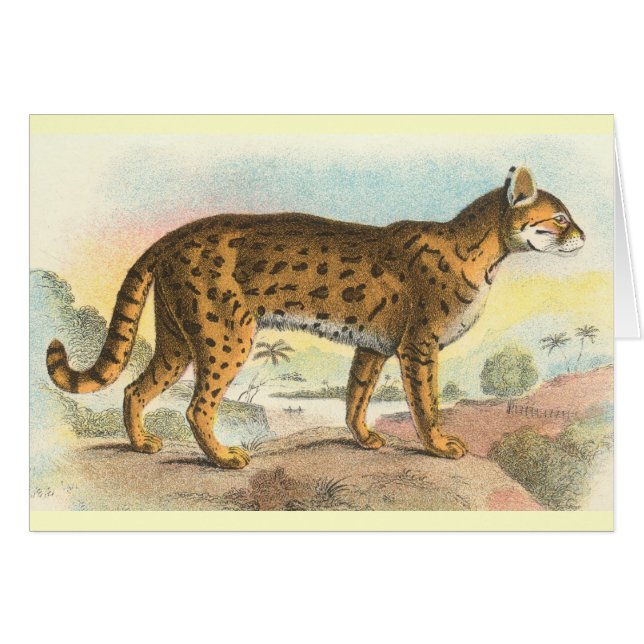 Cartão Tiger-Cat (Frente Horizontal)