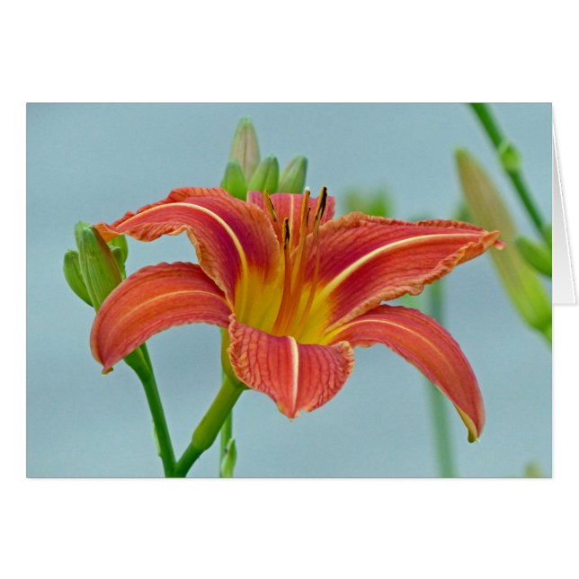 Cartão Tiger Daylily (Frente Horizontal)