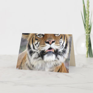 Cartão Tiger Greeting Card