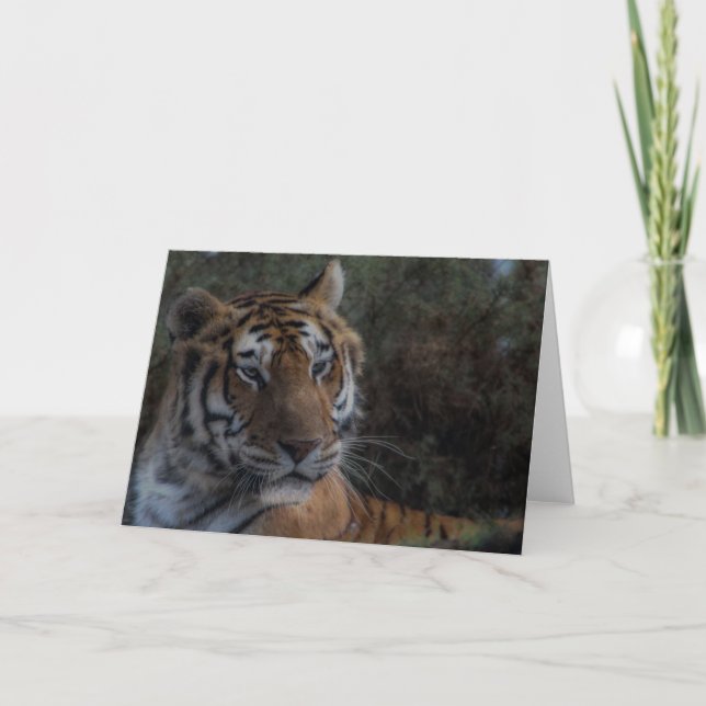 Cartão Tiger Greeting Card-Tarjeta Tigre felicitacion (Frente)