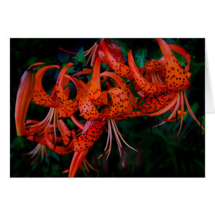 Cartão Tiger Lilly
