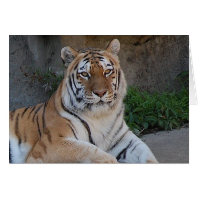 Cartão Tiger Love (Frente Horizontal)