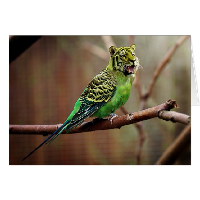 Cartão Tiger Parakeet (Frente Horizontal)