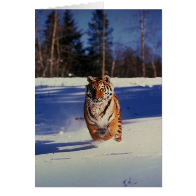 Cartão Tiger Racing Over Snow (Frente)