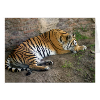 Cartão Tigre