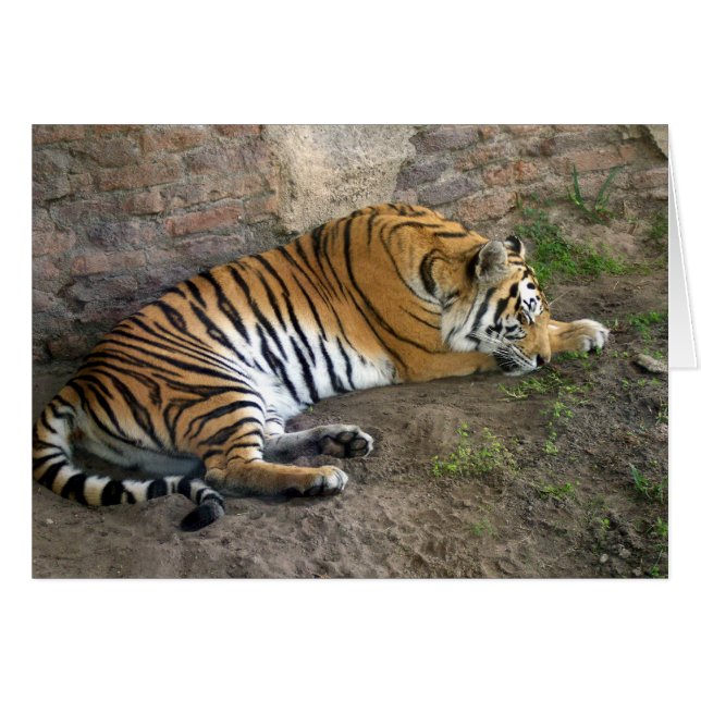 Cartão Tigre (Frente Horizontal)