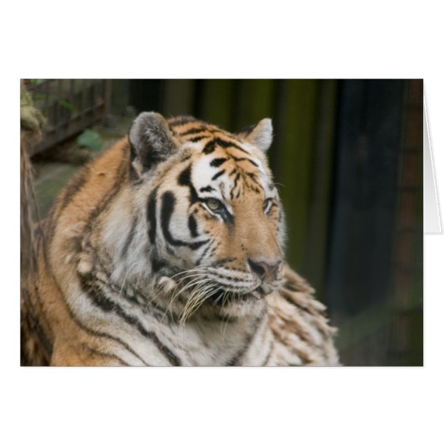 Cartão Tigre (Frente Horizontal)