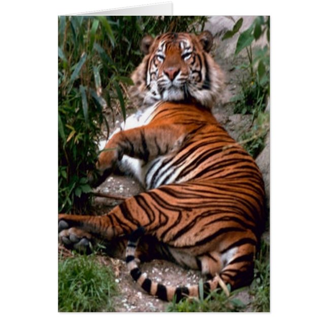 Cartão Tigre (Frente)