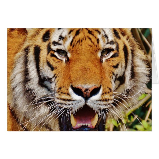 Cartão Tigre (Frente Horizontal)