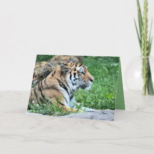 Cartão Tigre
