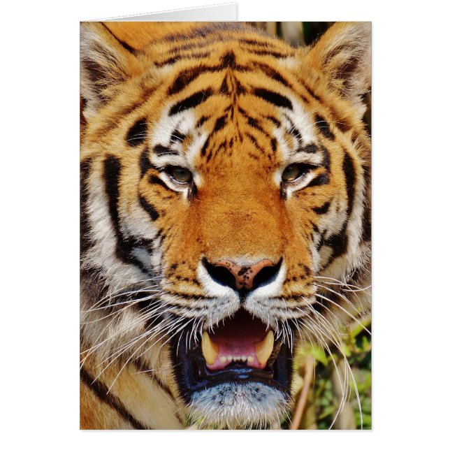 Cartão Tigre (Frente)