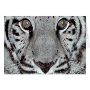 Cartão Tigre branco