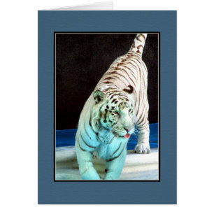 Cartão Tigre branco