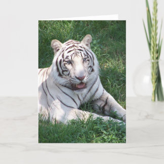 Cartão Tigre branco sobre a imagem vertical da grama verd