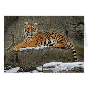 Cartão Tigre Cub Statuesque