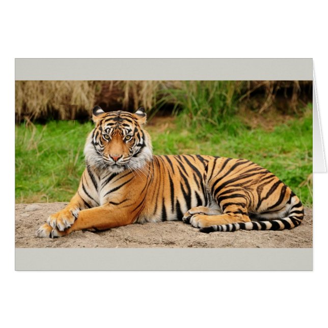 Cartão Tigre de Bengal (Frente horizontal)