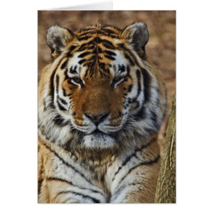 Cartão Tigre-de-bengala, Panthera tigris, Louisville Zoo,