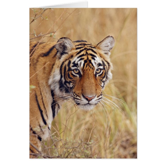 Cartão Tigre-de-bengala-real (Frente)