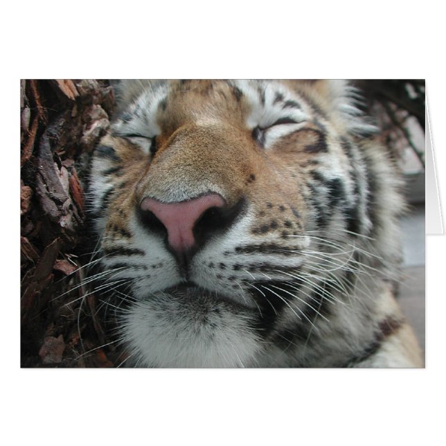 Cartão Tigre de dormir (Frente Horizontal)