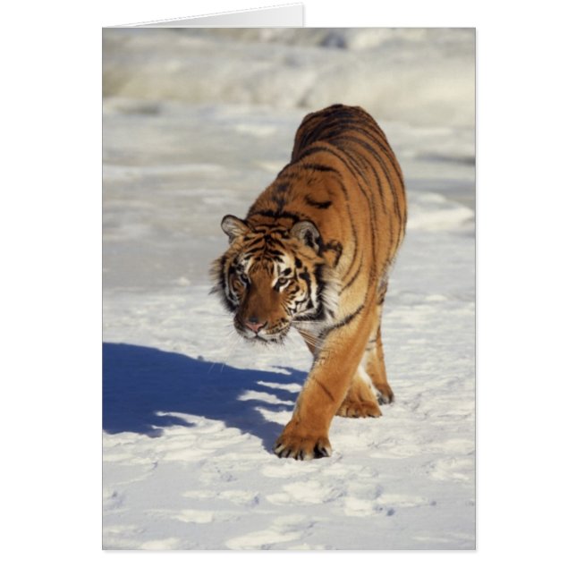 Cartão Tigre de Prowling (Frente)