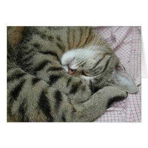 Cartão Tigre-Gato do sono