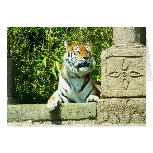 Cartão Tigre no templo (Frente Horizontal)
