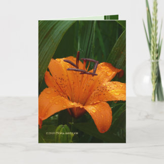 Cartão Tigre no verde