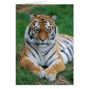 Cartão Tigre Siberiano