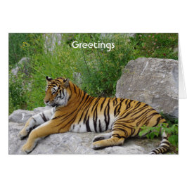 Cartão Tigre Siberiano Relaxando em uma Rocha
