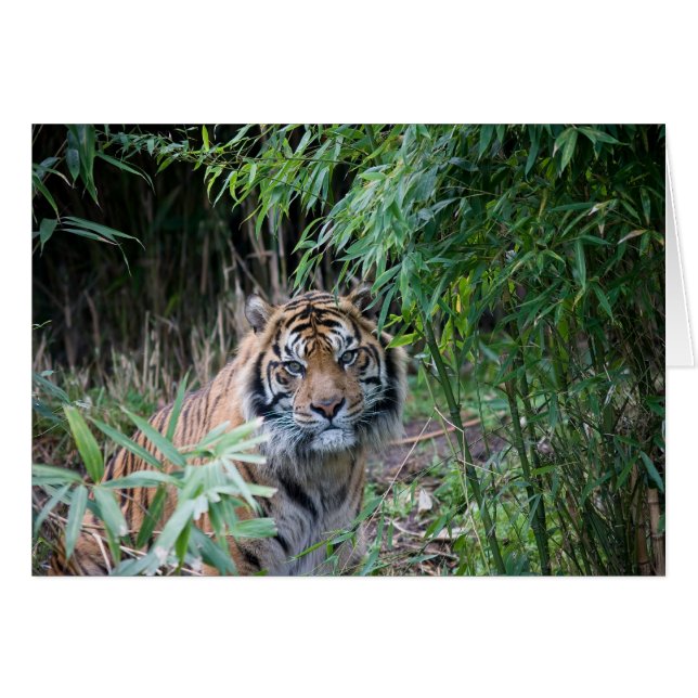 Cartão Tigre Sumatran (Frente Horizontal)