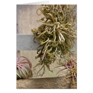 Cartão Tillandsia