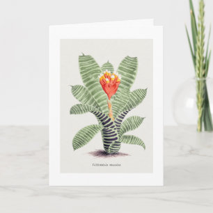 Cartão Tillandsia Musaica, por J. Nugent