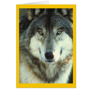 Cartão Timber Wolf de Junglewalk.com