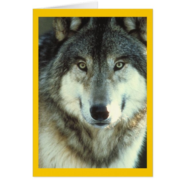 Cartão Timber Wolf de Junglewalk.com (Frente)