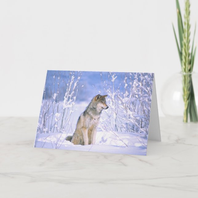 Cartão Timber Wolf sentado na neve, Canis lupus, (Frente)