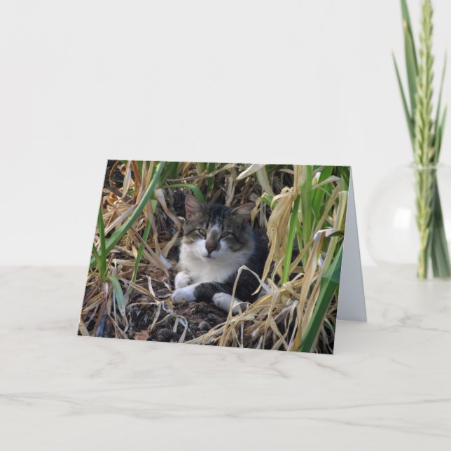 Cartão tímido do vazio do gatinho do menino (Frente)