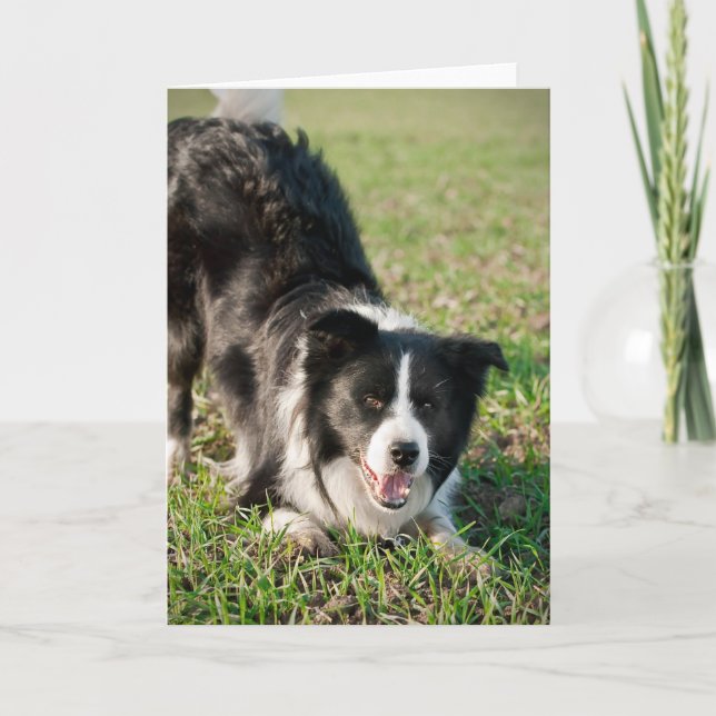 Cartão Tino the Border Collie, pronto para jogar (Frente)