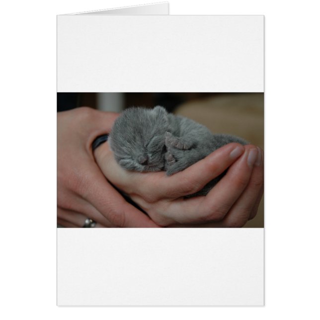 Cartão Tiny Baby Blue Kitten (Frente)