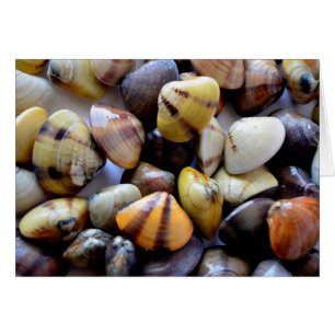 Cartão Tiny Colorful Clam Shells