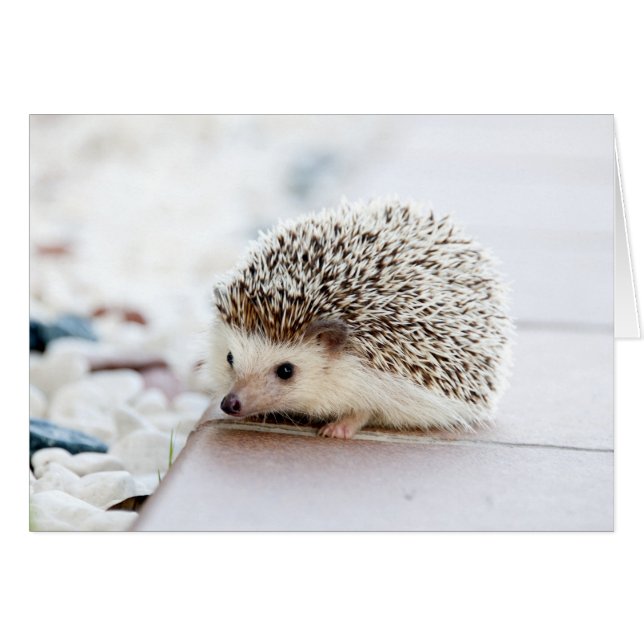 Cartão Tiny Hedgehog (Frente horizontal)