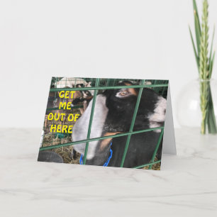 CARTÃO **TIRE-ME** QUER DIZER "FELIZ ANIVERSÁRIO"