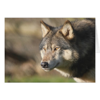 Cartão Tiro principal do lobo