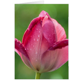 Cartão Tiro vertical de uma tulipa cor-de-rosa com orvalh