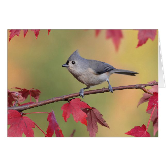 Cartão Titmice adornados (Frente Horizontal)