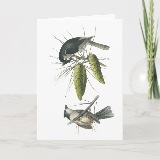 Cartão Titmouse adornado, John Audubon (Frente)