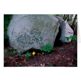Cartão Toadstool Mimics Boulder