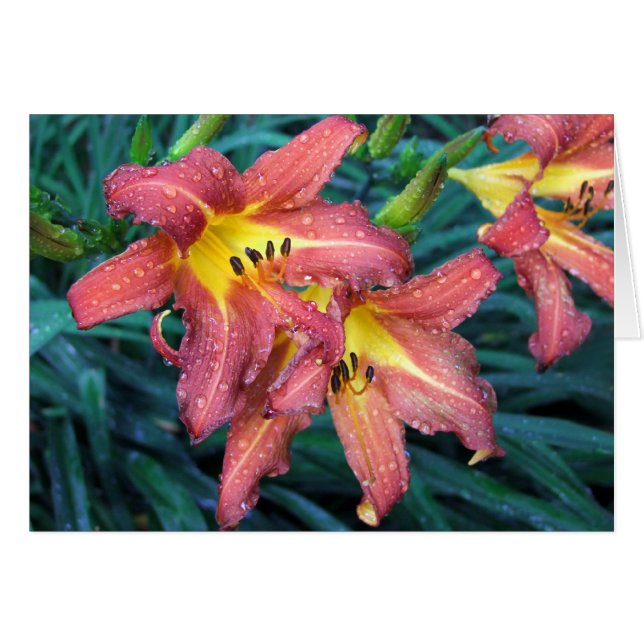 Cartão Tocha de ardência (Frente Horizontal)